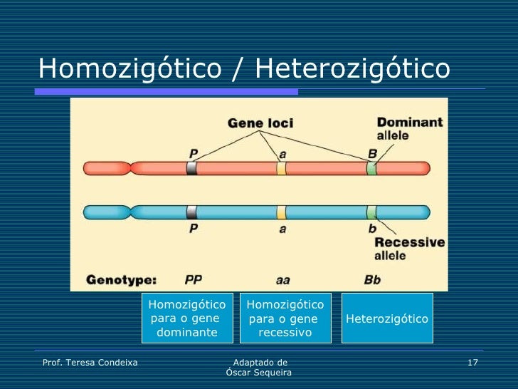 Alguns Genes Só Se Expressam Quando Aparecem Em Homozigose
