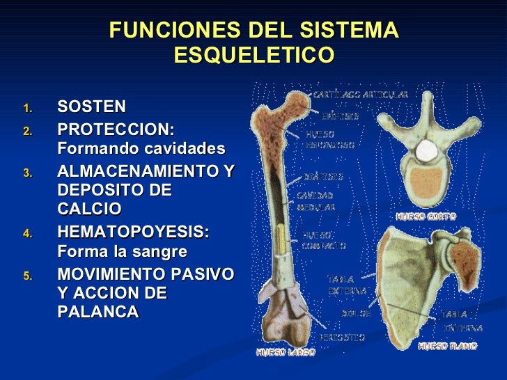 Sistema Osteoarticular 11-I