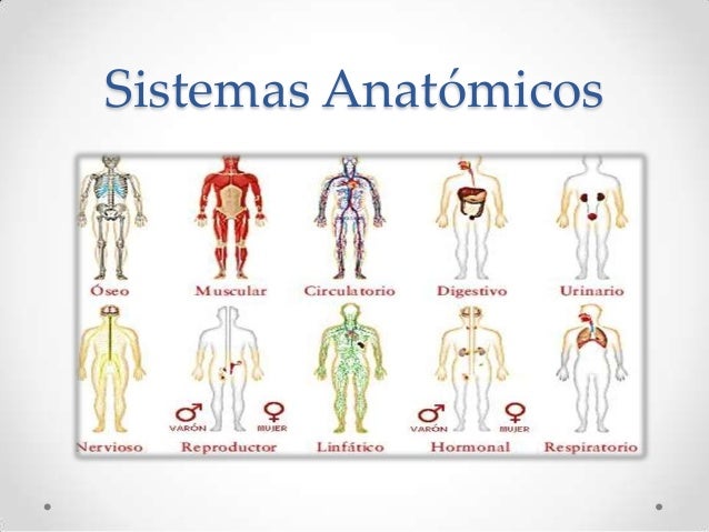 Generalidades de anatomia