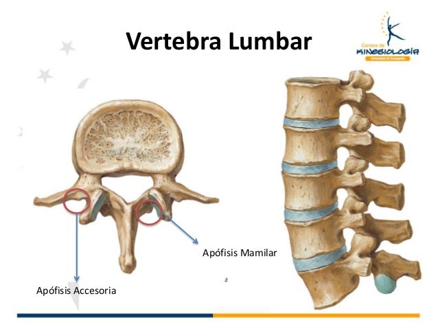 Generalidades De Anatomia Y Osteolog a generalidades-de-anatomia-y-osteolog-a