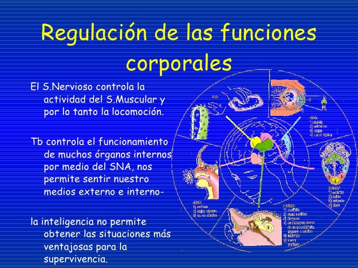 Generalidades De FisiologíA