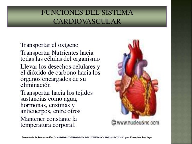 Adelgazar barriga hombres adelgazar barriga hombres