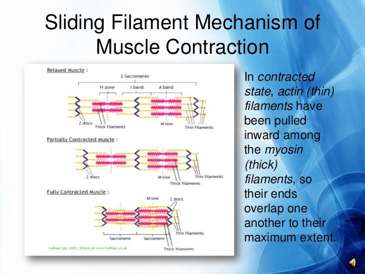 General mechanism of muscle contraction