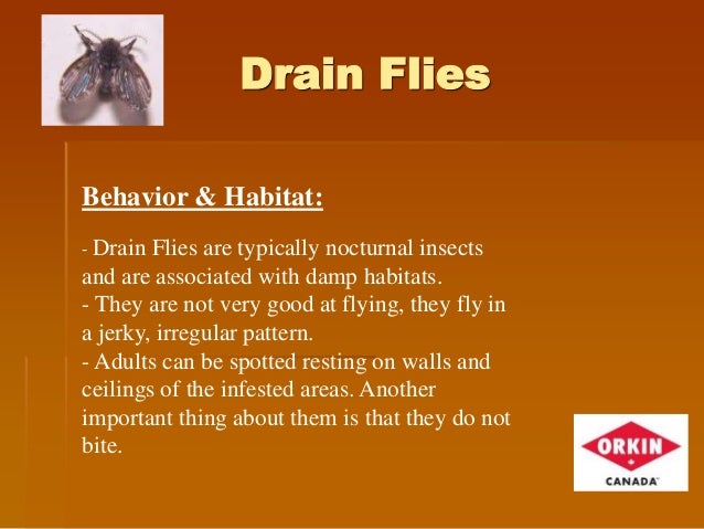 drain pest remediation