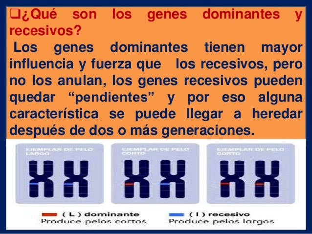 Genes dominantes y reccesivos