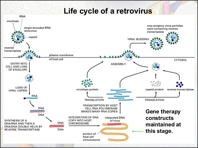 mrna structure