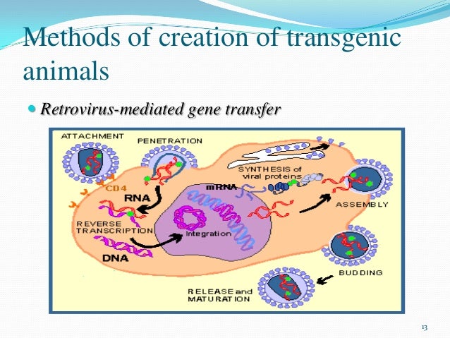 retroviral vector method for transgenic animals