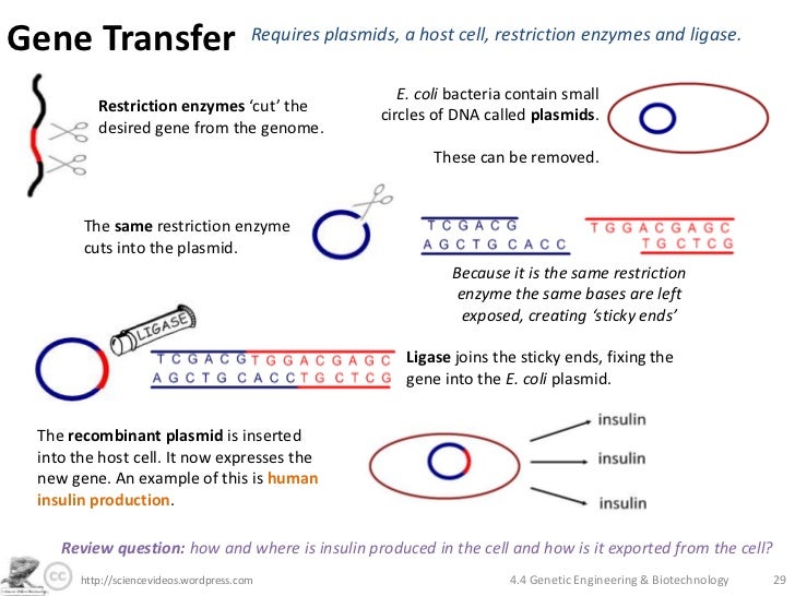 Essay About Dna