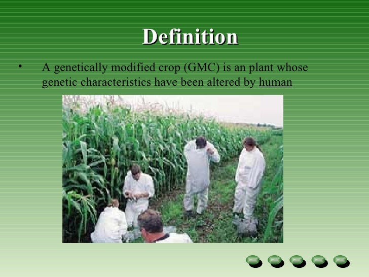 Genetically Modified Definition Crops genetic modified crops Genetically Modified Definition Crops genetic modified crops