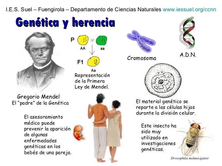 HERENCIA HUMANA herencia humana: