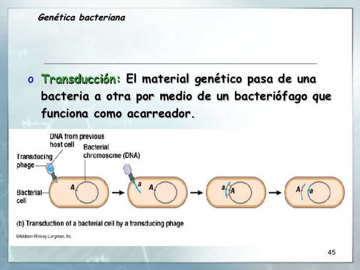 Genetica Bacteriana
