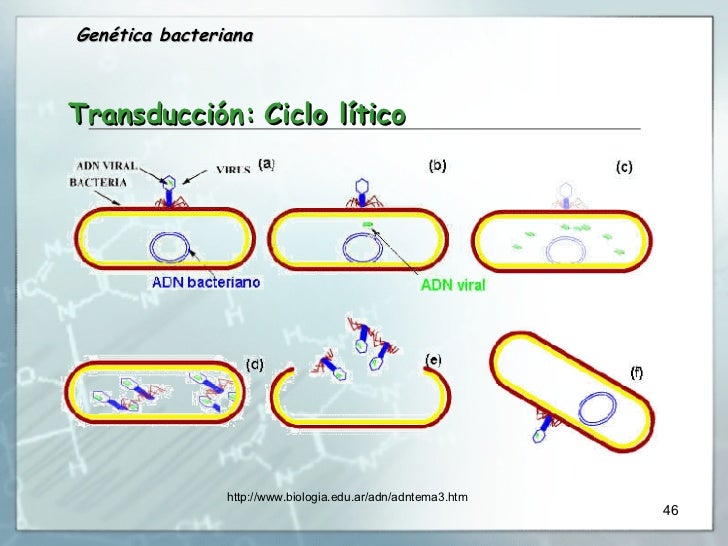 Genetica Bacteriana