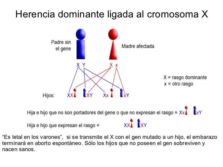 Seminario Ligadas al X