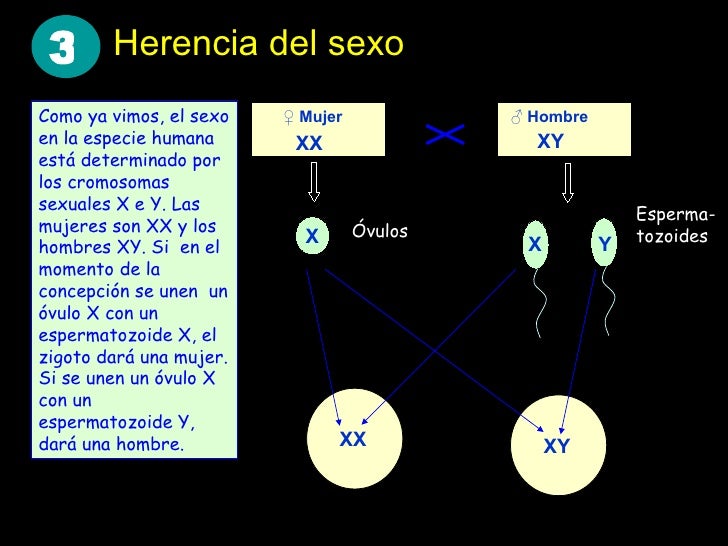 Genética humana 3