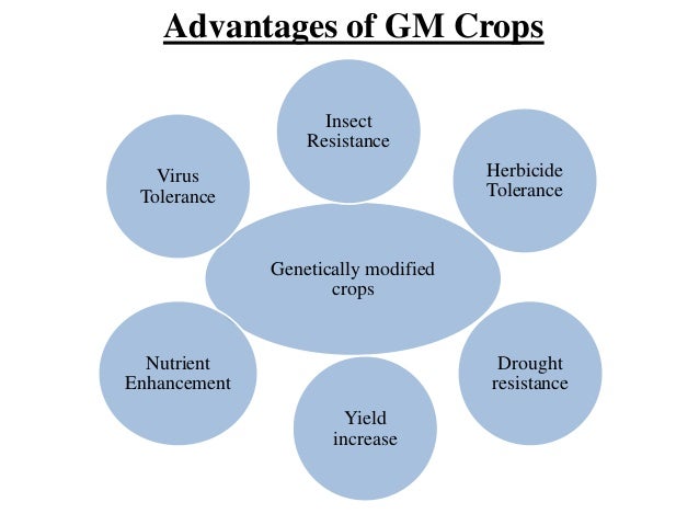 Advantages of gm foods essay -, tebaruqeq lemandata com