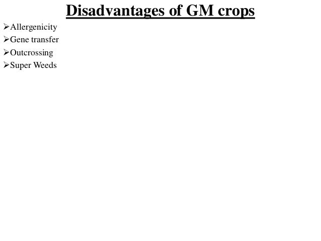 food essays gm food essay