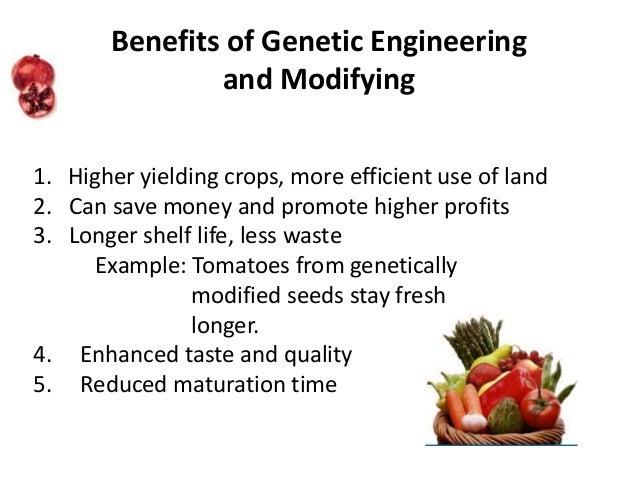 genetically modified food 2 essay Argumentative essay example on topic genetically modified food what is genetically modified food are genetically modified food safe for humans advantages and disadvantages of genetically modified food. genetically modified food 2 essay Argumentative essay example on topic genetically modified food what is genetically modified food are genetically modified food safe for humans advantages and disadvantages of genetically modified food.