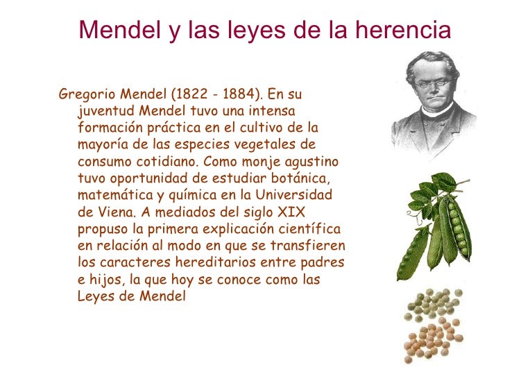 INTRODUCCION DE LAS LEYES DE MENDEL introduccion de las leyes de mendel: