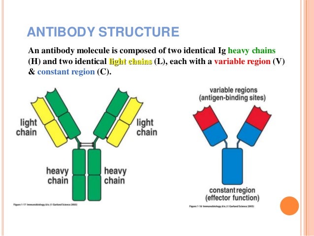 Genetic basis of antibody diversity - Variable And Constant Region Of Antibody