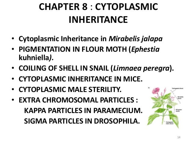 cytoplasmic inheritance extrachromosomal inheritance cytoplasmic inheritance extrachromosomal inheritance