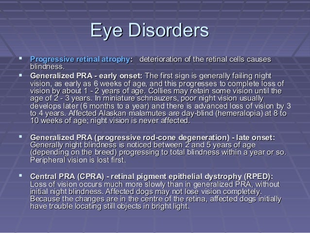pomeranian cataracts genetic disorders pomeranian pomeranian cataracts genetic disorders pomeranian