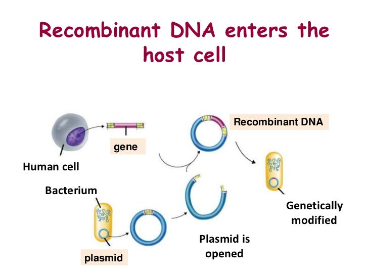 the methods of engineering a plasmid to include a foreign piece of dna Start studying ap bio 18-20 describe how a plasmid can be genetically modified to include a piece of foreign dna foreign dna and plasmid are both cut. the methods of engineering a plasmid to include a foreign piece of dna Start studying ap bio 18-20 describe how a plasmid can be genetically modified to include a piece of foreign dna foreign dna and plasmid are both cut.