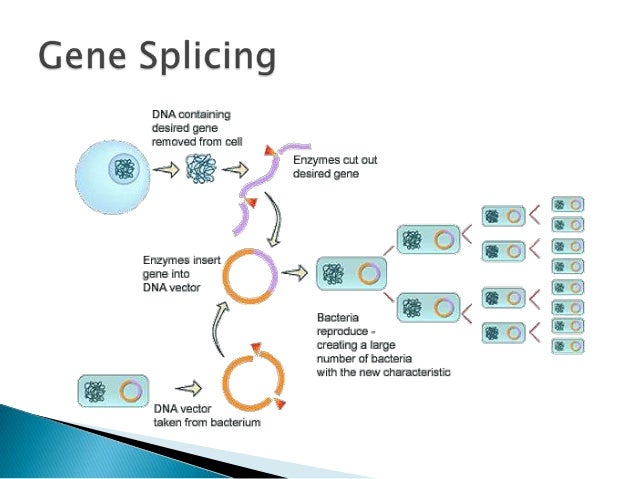 essay on genetic engineering essay on genetic engineering