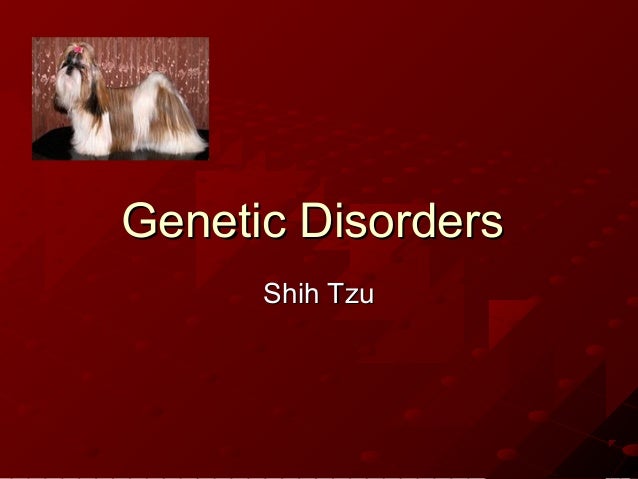 shih tzu illnesses genetic disorders shih tzu shih tzu illnesses genetic disorders shih tzu