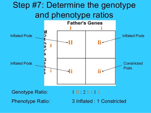 How to write genotype and phenotype ratios