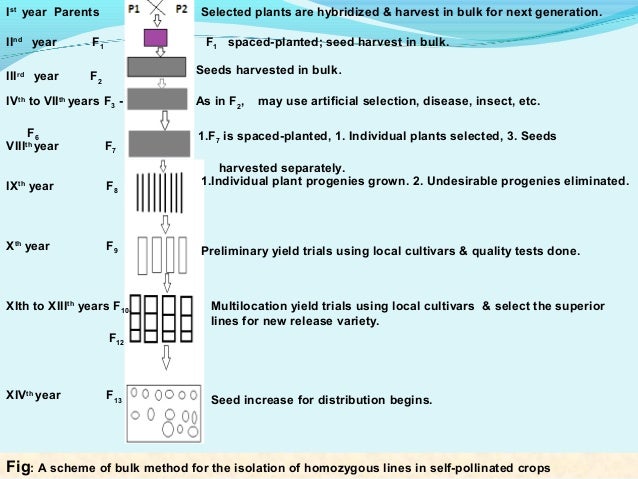 methods of plant breeding Analysis of contributors to grain yield in wheat at the individual quantitative trait locus level ma yu, shuang-lin mao, da-bin hou, guo-yue chen, zhi-en pu, wei li, xiu-jin lan, qian-tao jiang, ya-xi liu, mei deng and yu-ming wei. methods of plant breeding Analysis of contributors to grain yield in wheat at the individual quantitative trait locus level ma yu, shuang-lin mao, da-bin hou, guo-yue chen, zhi-en pu, wei li, xiu-jin lan, qian-tao jiang, ya-xi liu, mei deng and yu-ming wei.
