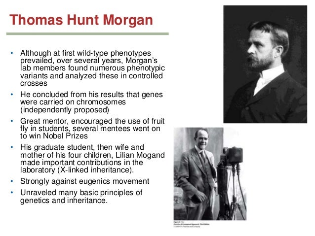 who was thelibrarian who contributed the most to the morgan