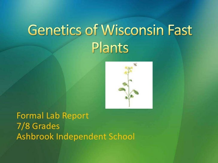 the genetics of fast plants 4) small, sequenced genome – many plants have very large genomes, making it difficult to study specific genes the quick plant™ genome is a very small. the genetics of fast plants 4) small, sequenced genome – many plants have very large genomes, making it difficult to study specific genes the quick plant™ genome is a very small.