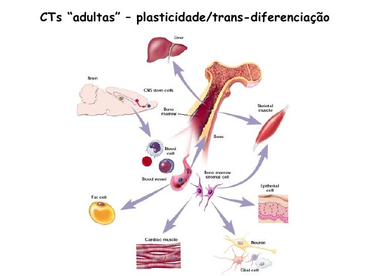 transplante de genoma Reino unido se anuncia el diseño de los primeros embriones humanos libre de oncogenesla habilidad para controlar el genoma de las células totí-potenciales(stem cell), esta determinando el proyecto de crear bancos de órganos y tejidos de laboratorio para el transplante terapéutico. transplante de genoma Reino unido se anuncia el diseño de los primeros embriones humanos libre de oncogenesla habilidad para controlar el genoma de las células totí-potenciales(stem cell), esta determinando el proyecto de crear bancos de órganos y tejidos de laboratorio para el transplante terapéutico.