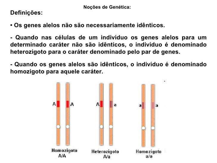 Alguns Genes Só Se Expressam Quando Aparecem Em Homozigose