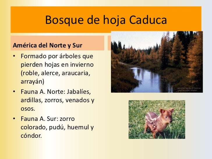 TAIGA• Bioma de bosques de  coníferas.• Habitan animales como  el oso pardo, el zorro,  visón, comadreja, reno,  ciervo y ...