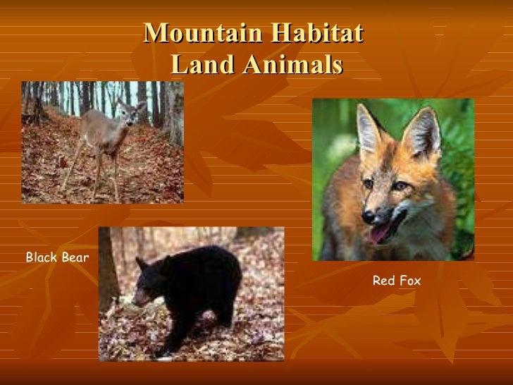 mountain habitat research lessons tes teach georgia habitats