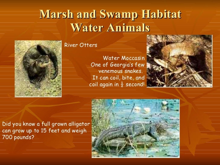 swamp and marsh lessons tes teach georgia habitats