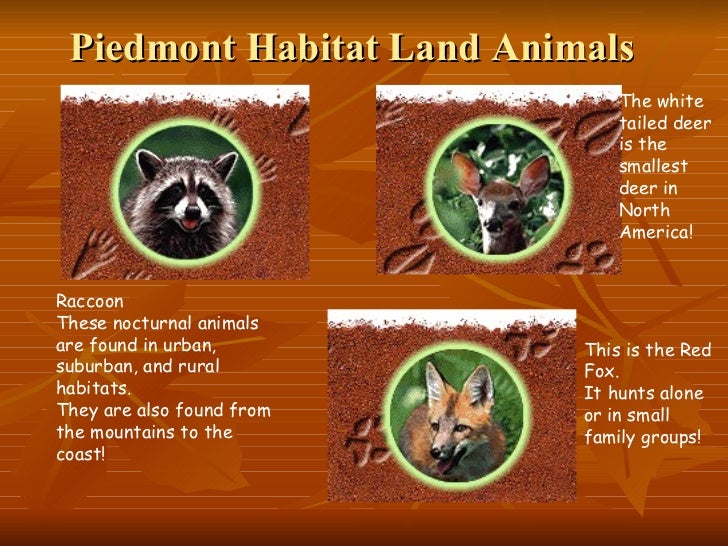 Piedmont Region Animals And Plants - pic-jelly