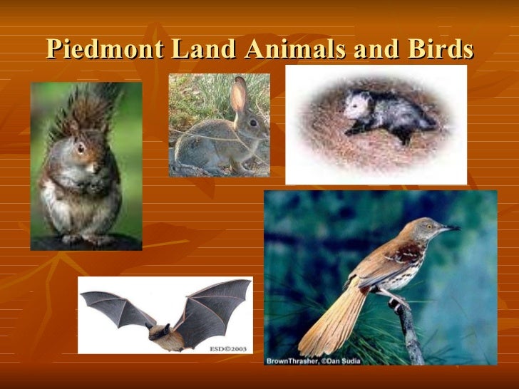 Georgia Habitats