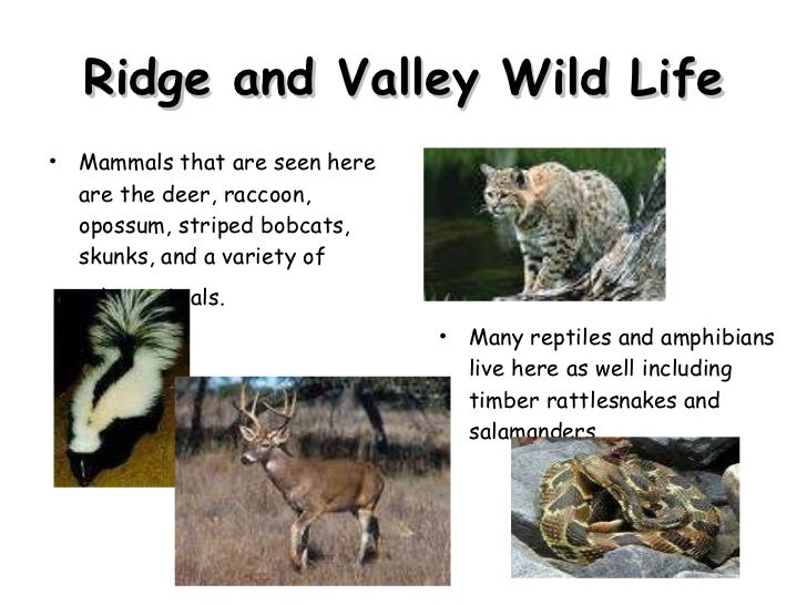 Regions Video Podcast