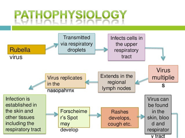 German measles pathophysiology of measles diagram 