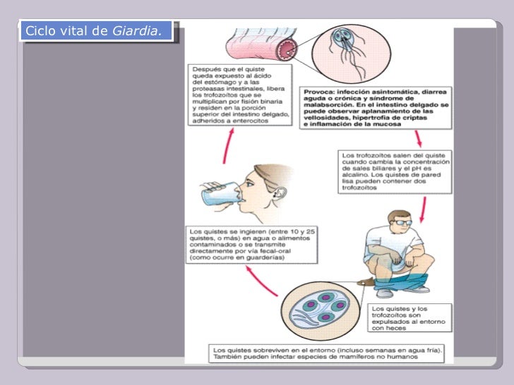 Como facilitar el picor de las lombrices