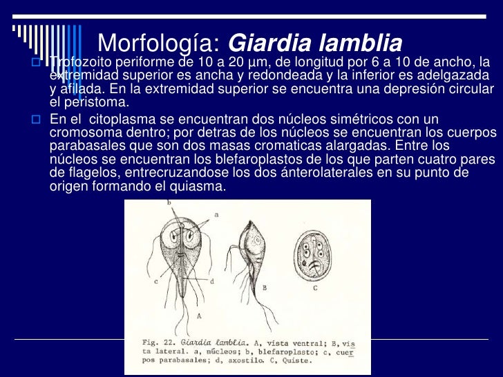 El parásito sobre el labio