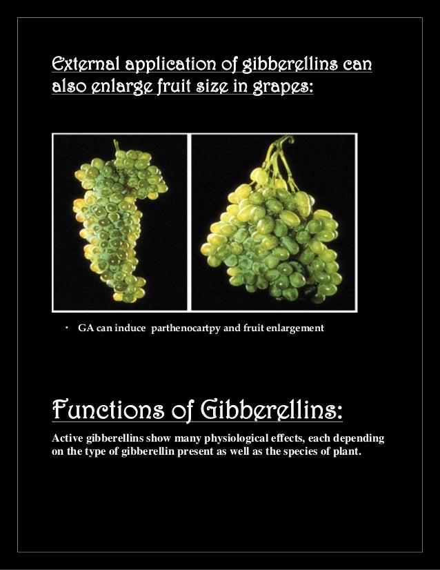 Gibberlins The regulators of plant height.