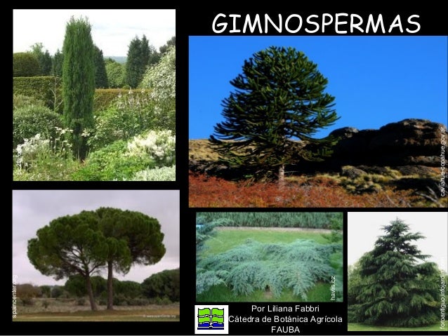 spaincenterorg pic2flycom FAUBA Por spaincenterorg pic2flycom FAUBA Por