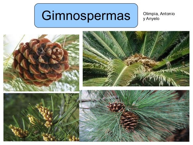 Gimnospermas Gimnospermas