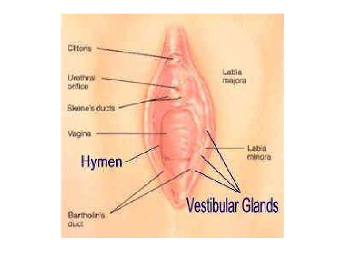 Vulvar Cancer—Patient Version - National Cancer Institute