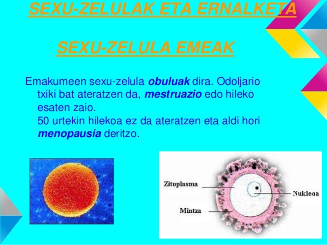 sexu zelula sexu zelula