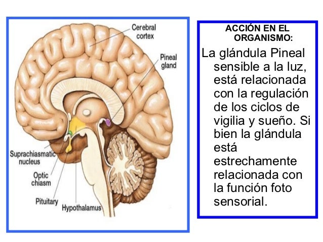 Glandula pineal
