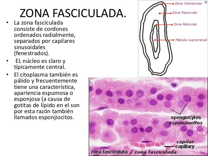 Glandulas adrenales o suprarrenales